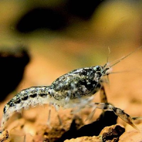 Cambarellus texanus grey - Dwergkreeft